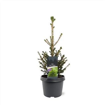 Picea Abies Will's Zwerg