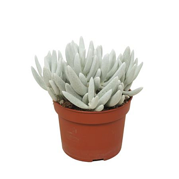Senecio Mont Blanc