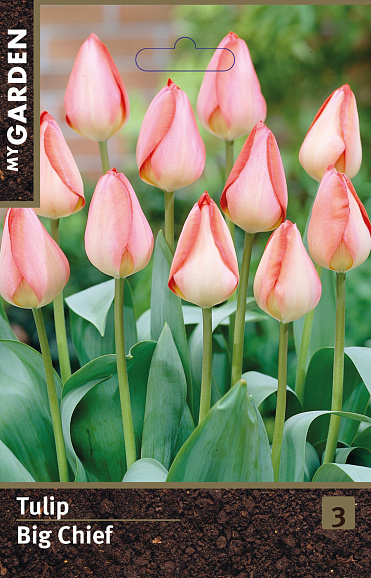 Тюльпан дарвинов гибрид Биг Чиф
