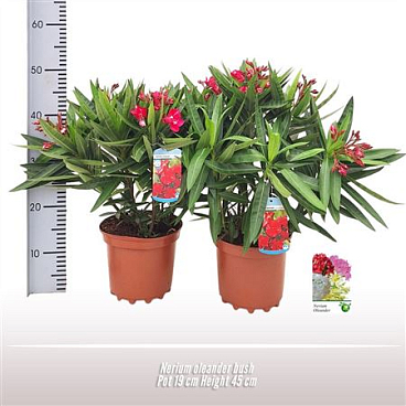 Nerium Oleander Yellow On Stem