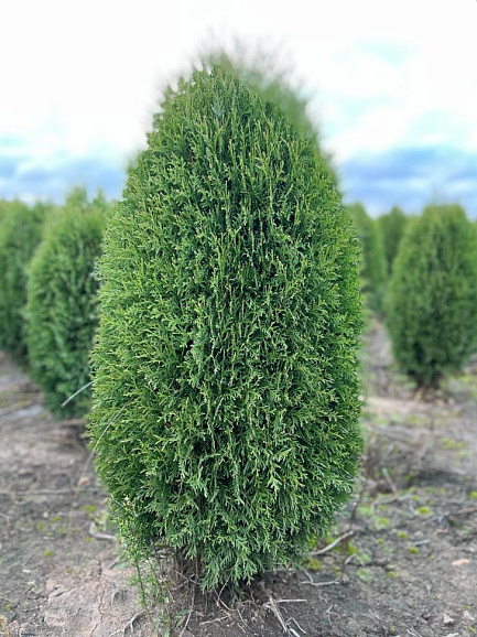 Туя западная Вагнери