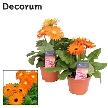 Gerbera Orange 2+ (decorum)