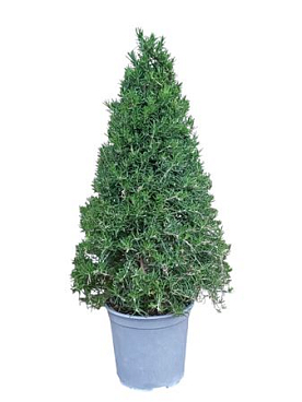 Rosmarinus Officinalis Pyramid