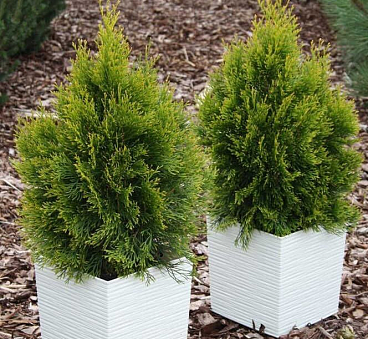 Туя западная Гилдед Дресс