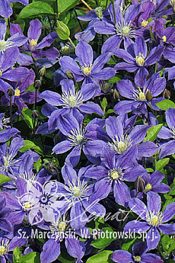 Клематис цельнолистный Арабелла