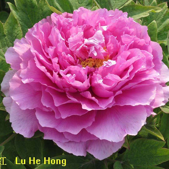 Пион древовидный Красный Лотос в тубе