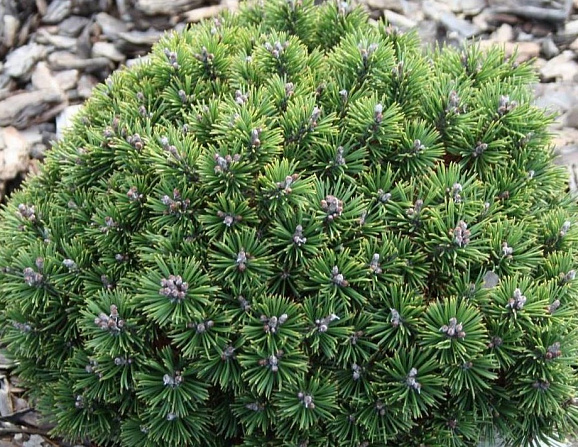 Сосна горная Мини Мопс