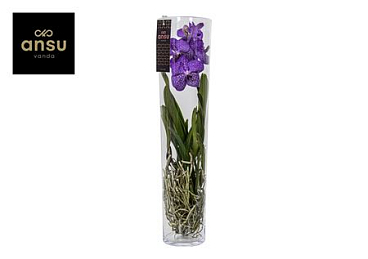 Vanda Michelle 70 Blue