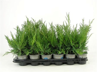 Juniperus Chin Blaauw