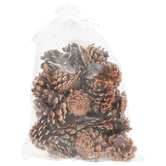 Рододендрон гибридный Бусуки