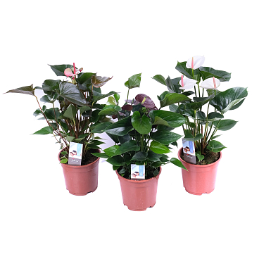 Антуриум андрианум Микс