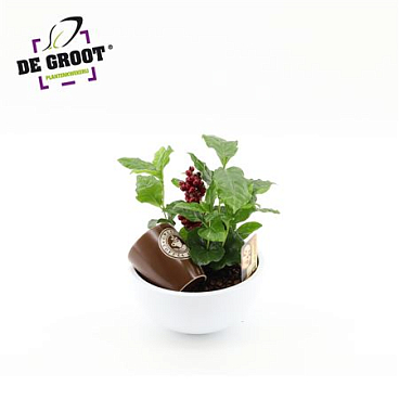 Coffea In Bowl + Cup