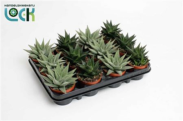 Haworthia Special Mix