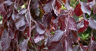 Береза повислая Пурпуреа штамб