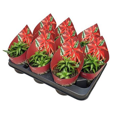Aloe Jucunda Potcover