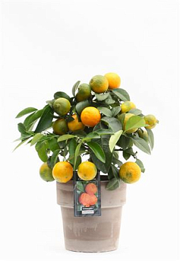 Citrus Red Lime On Stem In Pot Verona