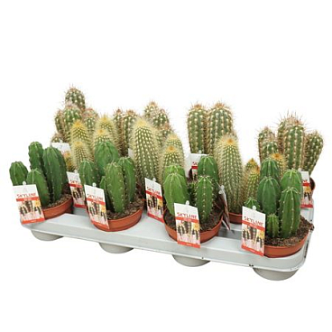 Cereus Skyline