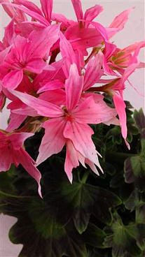 Geranium Fireworks Pink