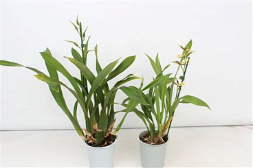 Brassia A2