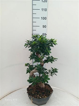 Фикус Женьшень Бонсай S-тип