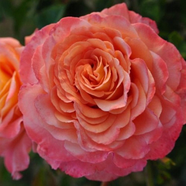 Роза чайно-гибридная Августа Луиза в тубе