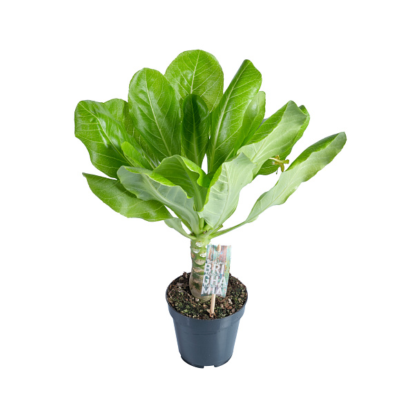 Бригамия Вулкан Палм