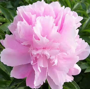 Пион травянистый Голубая Жемчужина в тубе