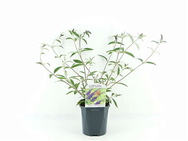 Buddleja Dav Empire Blue