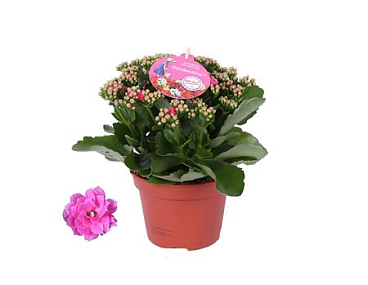 Kal Pink Gardenlina
