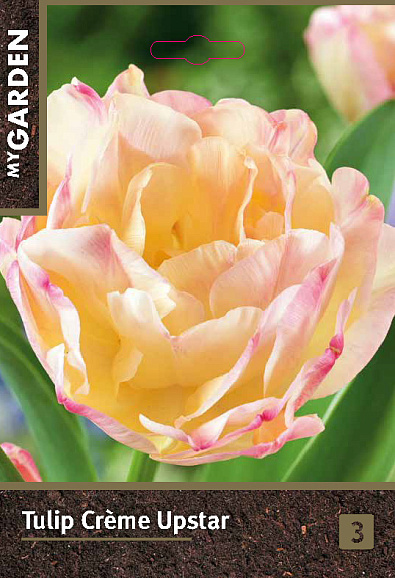 Тюльпан махровый поздний Крим Апстар