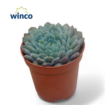Echeveria Setosa X Rundelli