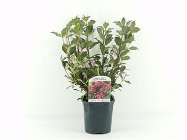 Weigela Flor Nana Purpurea