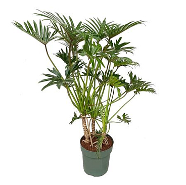 Philodendron Xantal + Watermeter