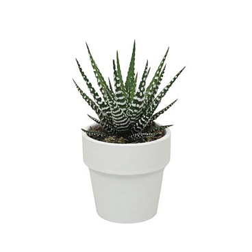 Haworthia Big Band White Pot