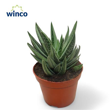 Gasteraloe Variegata