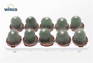 Mammillaria Spinosisima Un Pico