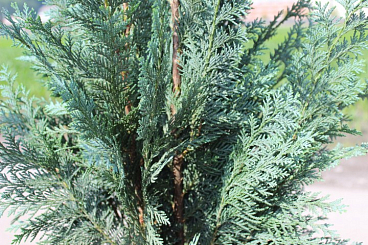 Кипарисовик лоусона Колумнарис