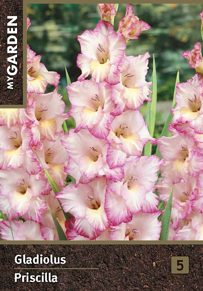 Гладиолус крупноцветковый Присцилла