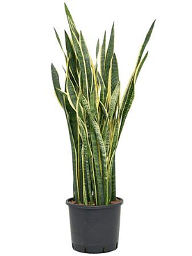 Sansevieria Trifasciata Laurentii