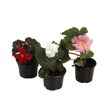 Бегония клубневая микс