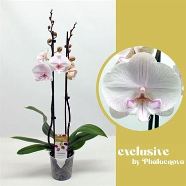 Phal 2st Ambon 16+ (phalaenova)