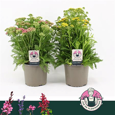 Achillea Millefolium Mix Milly Rock