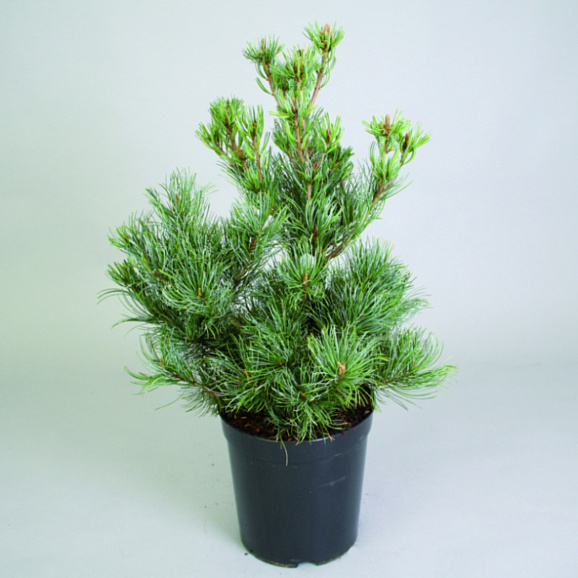 Сосна мелкоцветковая Глаука