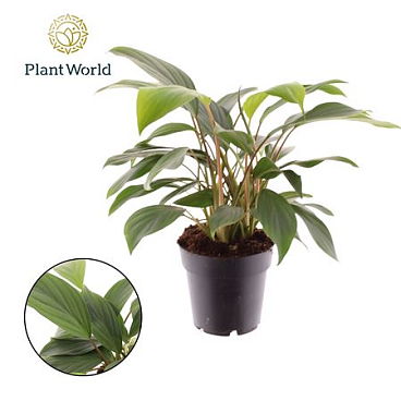 Homalomena Tropical Green