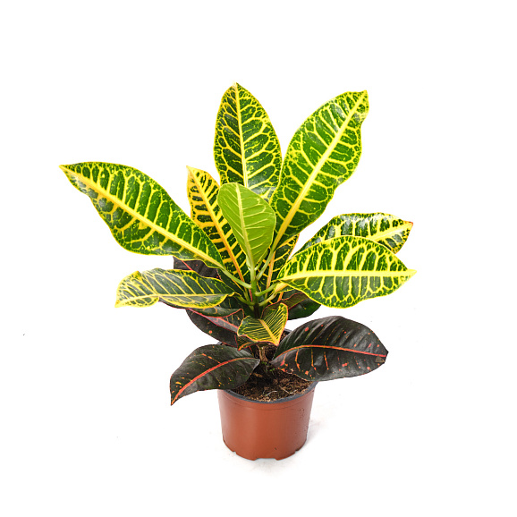 Кодиеум Петра