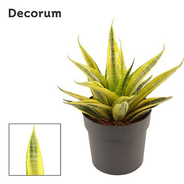 Sansevieria Cordova Variegated