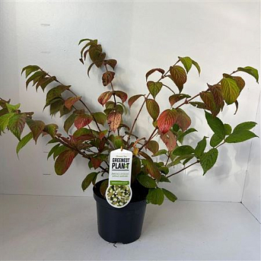 Viburnum Plic Cascade