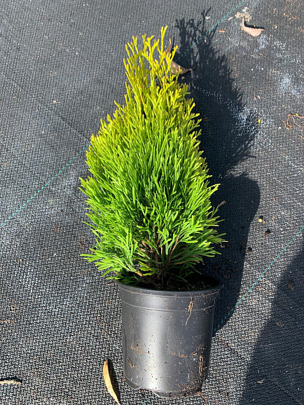 Туя западная Голден Брабант