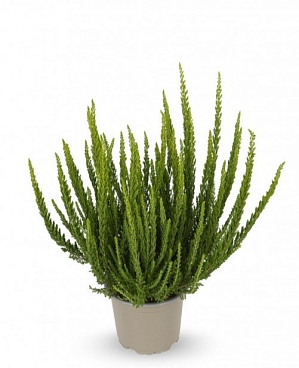 Каллуна обыкновенная Зелия