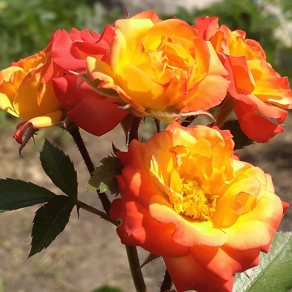 Роза спрей Тайфун